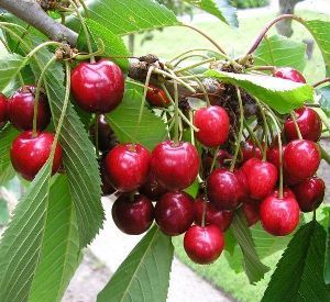 Prunus avium 'Lapins'