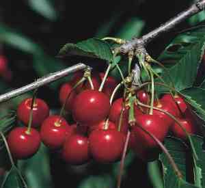 Prunus avium 'Super Hedelfinger'