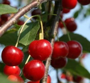 Prunus cerasus 'Schaarbeekse Kriek'