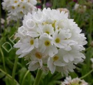 Primula denticulata 'Alba'