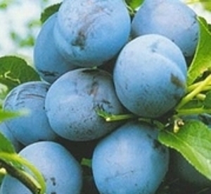 Prunus domestica 'Bleue de Belgique'