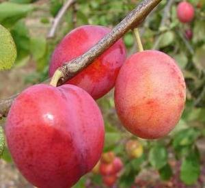 Prunus domestica 'Early Laxton'