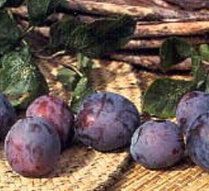 Prunus domestica 'Early Prolific'