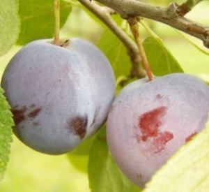 Prunus domestica 'Magna Glauca'