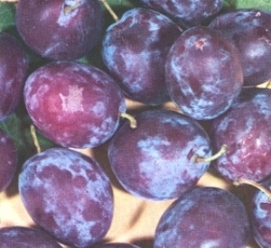 Prunus domestica 'Monsieur Hâtif'