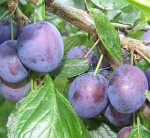 Prunus domestica 'Professeur Columbien'