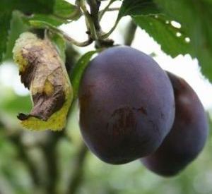 Prunus domestica 'Pamelse Datjes'