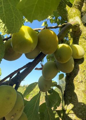 Prunus domestica 'Sainte Catherine'
