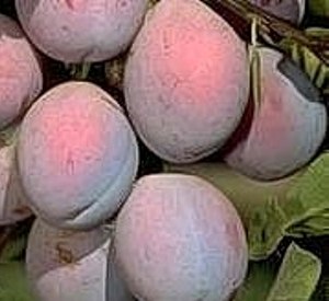Prunus domestica 'Sanctus Hubertus'