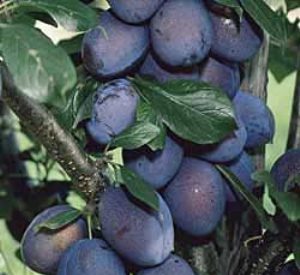 Prunus domestica 'Stanley'