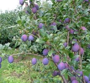 Prunus domestica 'Valor'
