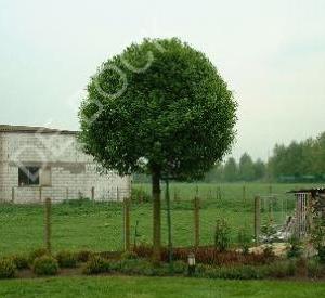 Prunus fruticosa 'Globosa'