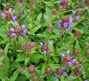 Prunella grandiflora