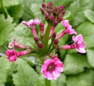 Primula japonica 'Miller's Crimson'