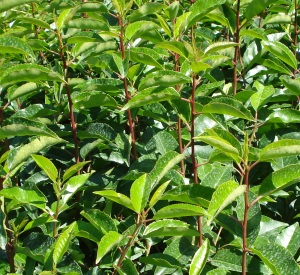 Prunus lusitanica