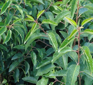 Prunus lusitanica 'Angustifolia'