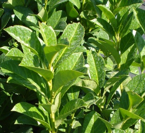 Prunus laurocerasus 'Etna'