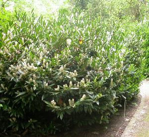 Prunus laurocerasus 'Otto Luyken'