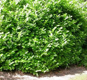 Prunus laurocerasus 'Rotundifolia'