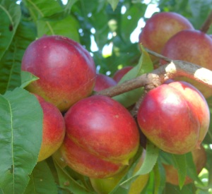 Prunus persica  var. nectarina 'Mme Blanchet'