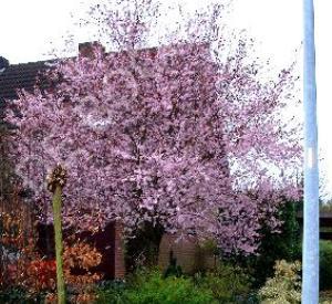 Prunus subhirtella 'Autumnalis Rosea'