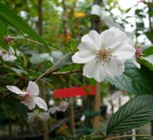 Prunus subhirtella 'Autumnalis'