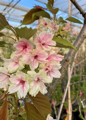 Prunus serrulata 'Gyoiko'