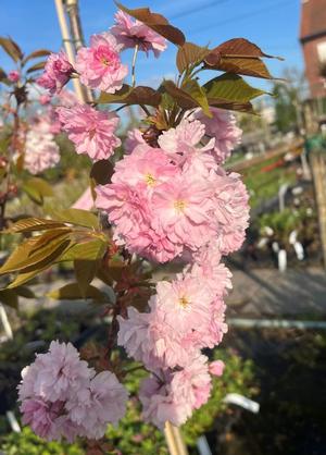 Prunus serrulata 'Kanzan'