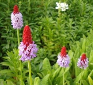 Primula vialii