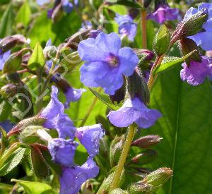 Pulmonaria hybride 'Blue Ensign'