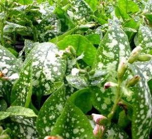 Pulmonaria officinalis 'Sissinghurst White'