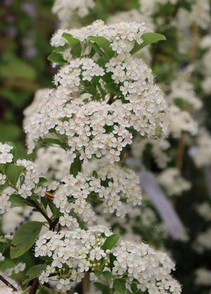Pyracantha 'Soleil d'Or'