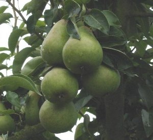 Pyrus communis 'Ananas de Courtrai'