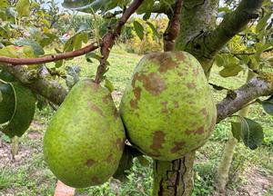 Pyrus communis 'Beurr� Diel'