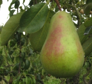 Pyrus communis 'Clapp's Favourite'