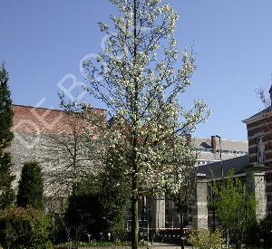 Pyrus calleryana 'Chanticleer'