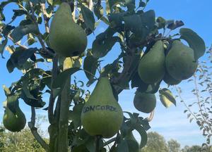 Pyrus communis 'Concorde'