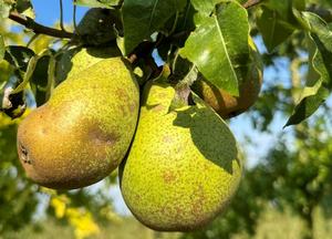 Pyrus communis 'Comtesse de Paris'