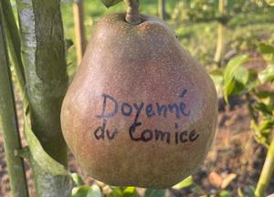 Pyrus communis 'Doyenne du Comice'