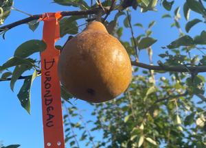 Pyrus communis 'Durondeau'