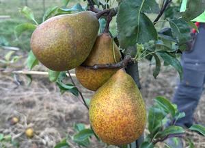 Pyrus communis 'Louise Bonne d'Avranche'