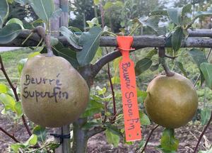 Pyrus communis 'Beurr� Superfin'