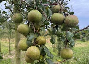 Pyrus communis 'Saint Remy'