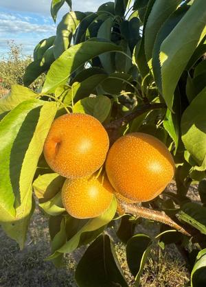 Pyrus pyrifolia 'Hosui'