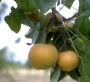 Pyrus pyrifolia 'Kosui'