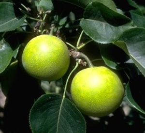 Pyrus pyrifolia 'Nijisseiki'