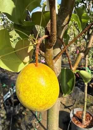 Pyrus pyrifolia 'Olympic'
