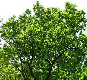 Quercus frainetto