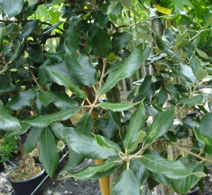 Quercus ilex