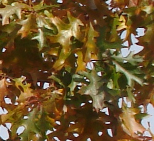 Quercus palustris Dakvorm, voorgeleid